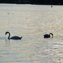 Natur - Vorbild für lebendige Entwicklung, am Müggelsee